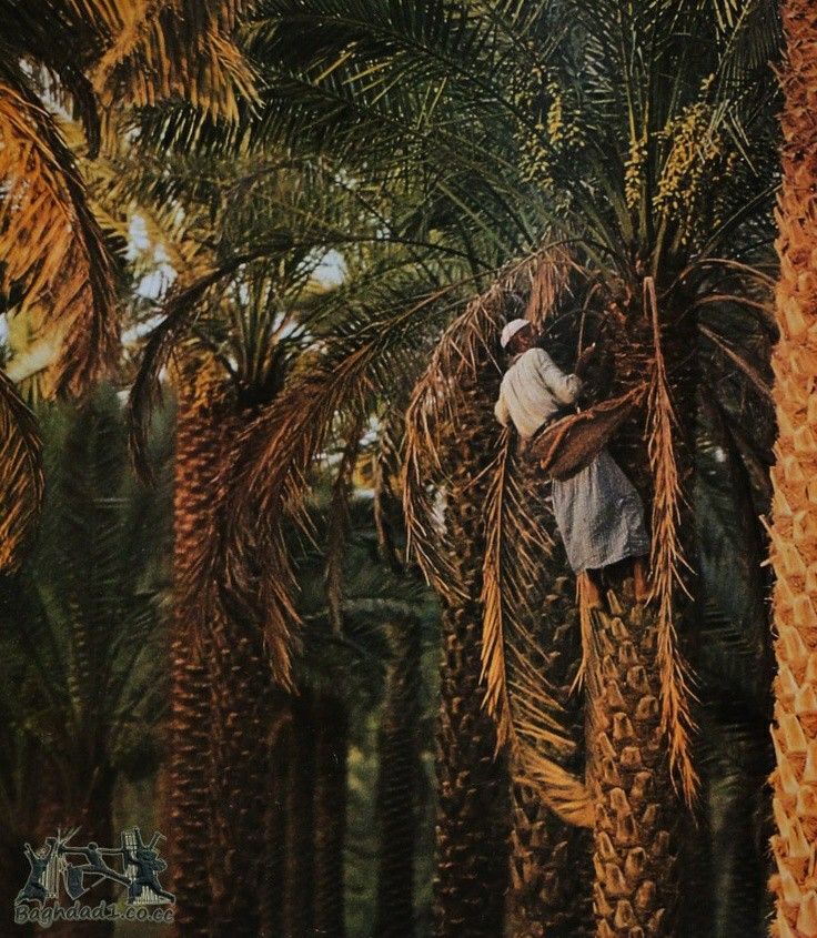 ثَـمــرة- العدد #57