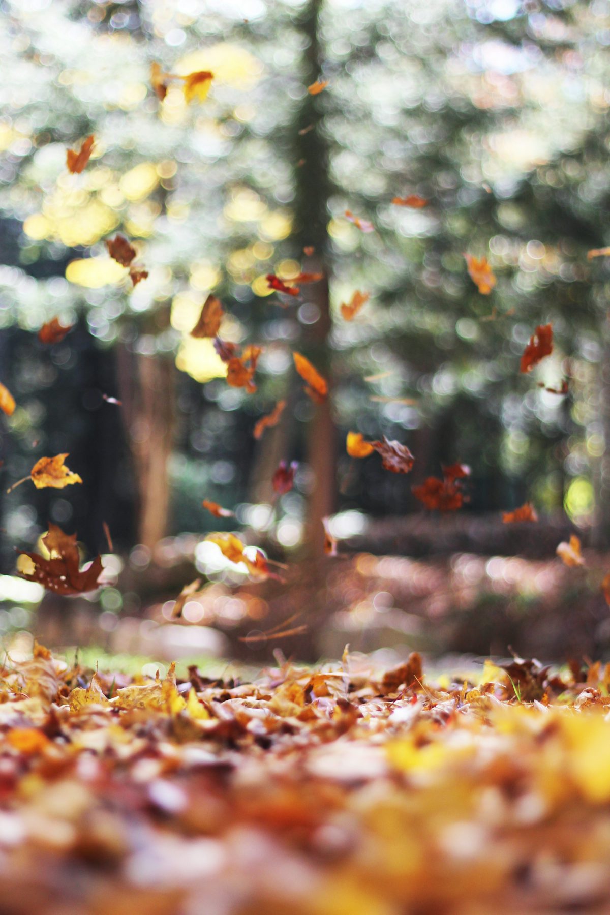 كيف يتسبب الخريف في ضياع العادة الإبداعية وكيف تستعيدها؟  🍁🌥️🍃نشرة مرجع التدوين البريدية - العدد #82